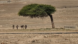 Oman